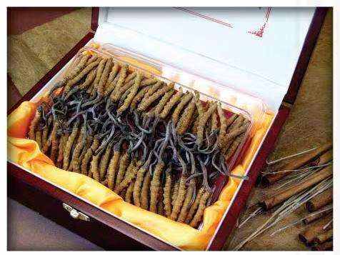 雄县冬虫夏草回收